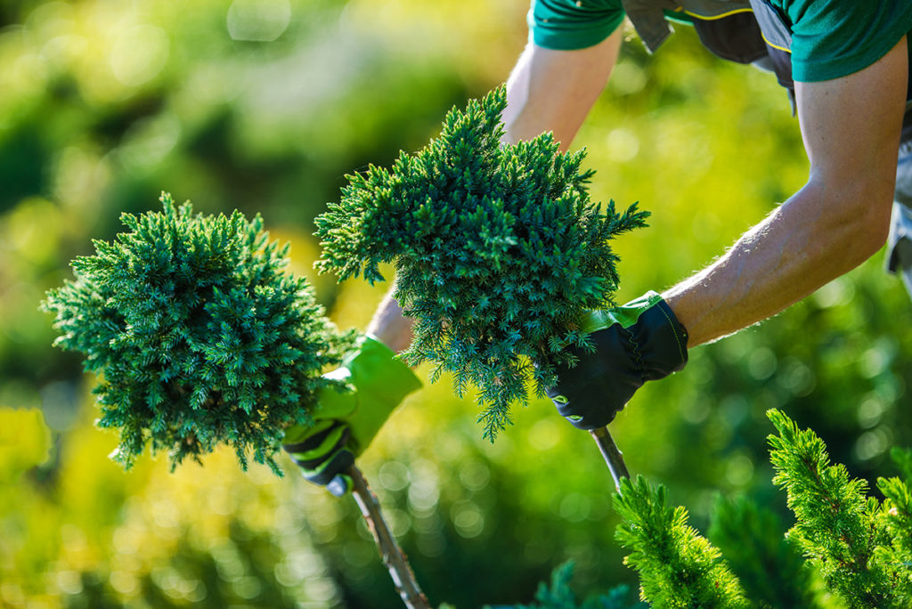 Un paysagiste taille un conifère dans un jardin
